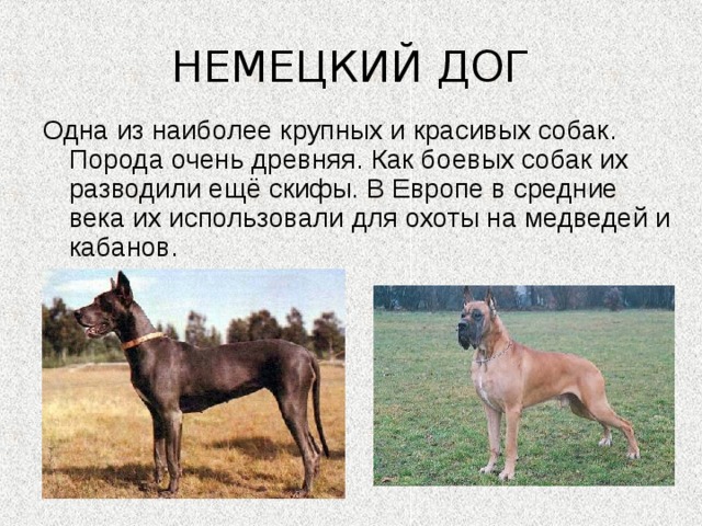 НЕМЕЦКИЙ ДОГ Одна из наиболее крупных и красивых собак. Порода очень древняя. Как боевых собак их разводили ещё скифы. В Европе в средние века их использовали для охоты на медведей и кабанов. 