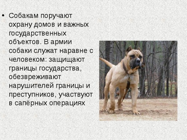 Собакам поручают охрану домов и важных государственных объектов. В армии собаки служат наравне с человеком: защищают границы государства, обезвреживают нарушителей границы и преступников, участвуют в сапёрных операциях 