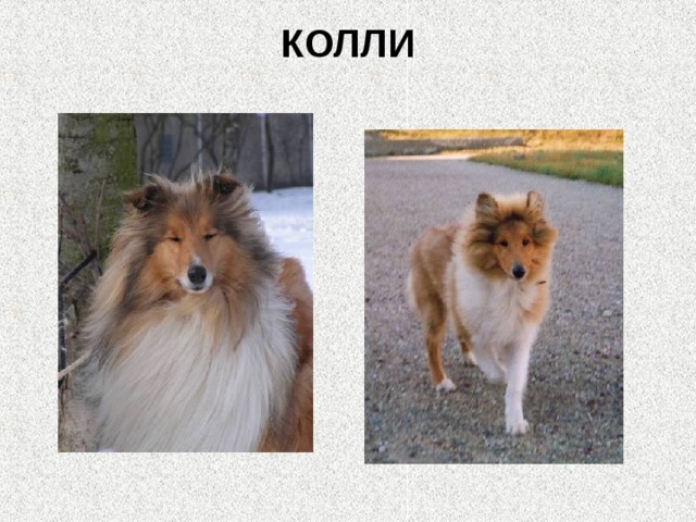 КОЛЛИ   