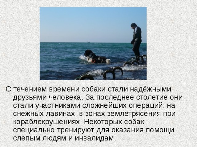 С течением времени собаки стали надёжными друзьями человека. За последнее столетие они стали участниками сложнейших операций: на снежных лавинах, в зонах землетрясения при кораблекрушениях. Некоторых собак специально тренируют для оказания помощи слепым людям и инвалидам. 