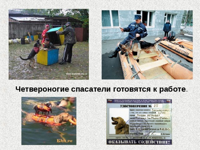 Четвероногие спасатели готовятся к работе . 