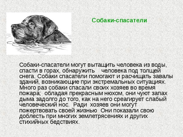 Собаки-спасатели  Собаки-спасатели могут вытащить человека из воды, спасти в горах, обнаружить    человека под толщей снега. Собаки спасатели помогают и расчищать завалы зданий, возникающие при экстремальных ситуациях. Много раз собаки спасали своих хозяев во время пожара; обладая прекрасным нюхом, они чуют запах дыма задолго до того, как на него среагирует слабый человеческий нос. Ради  хозяев они могут пожертвовать своей жизнью Они показали свою доблесть при многих землетрясениях и других стихийных бедствиях.   