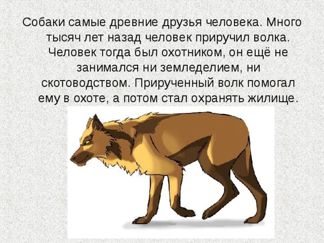 Собаки самые древние друзья человека. Много тысяч лет назад человек приручил волка. Человек тогда был охотником, он ещё не занимался ни земледелием, ни скотоводством. Прирученный волк помогал ему в охоте, а потом стал охранять жилище. Волк превращался в собаку… 