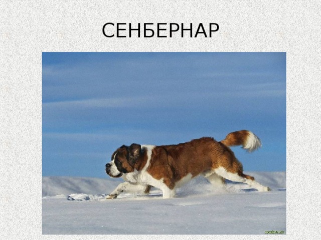 СЕНБЕРНАР 