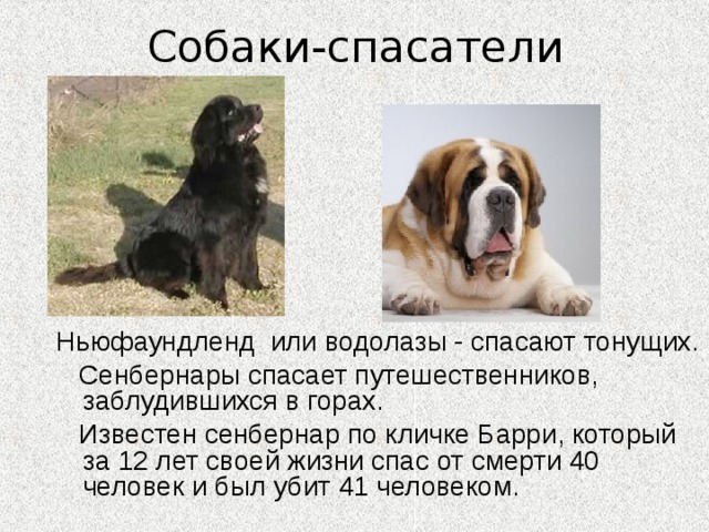 Собаки-спасатели Ньюфаундленд или водолазы - спасают тонущих.  Сенбернары спасает путешественников, заблудившихся в горах.  Известен сенбернар по кличке Барри, который за 12 лет своей жизни спас от смерти 40 человек и был убит 41 человеком. 
