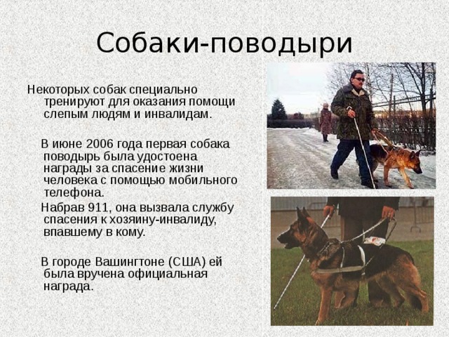 Собаки-поводыри Некоторых собак специально тренируют для оказания помощи слепым людям и инвалидам.  В июне 2006 года первая собака поводырь была удостоена награды за спасение жизни человека с помощью мобильного телефона.  Набрав 911, она вызвала службу спасения к хозяину-инвалиду, впавшему в кому.  В городе Вашингтоне (США) ей была вручена официальная награда. 