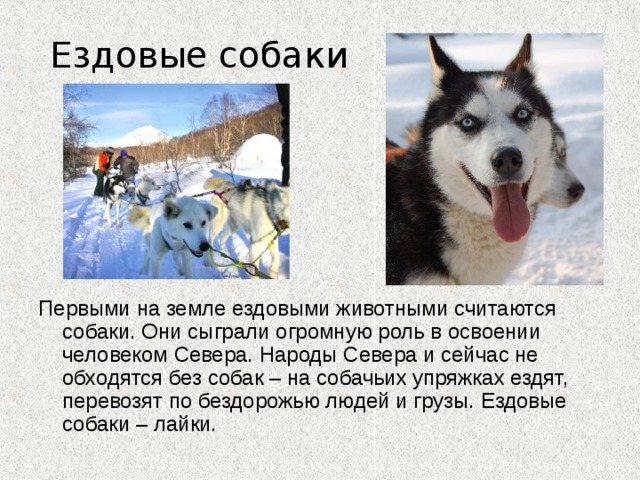 Ездовые собаки Первыми на земле ездовыми животными считаются собаки. Они сыграли огромную роль в освоении человеком Севера. Народы Севера и сейчас не обходятся без собак – на собачьих упряжках ездят, перевозят по бездорожью людей и грузы. Ездовые собаки – лайки. 