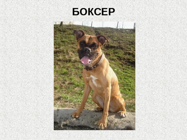 БОКСЕР   