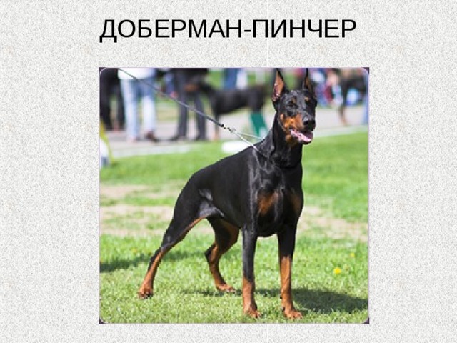 ДОБЕРМАН-ПИНЧЕР   
