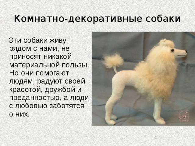 Комнатно-декоративные собаки  Эти собаки живут рядом с нами, не приносят никакой материальной пользы. Но они помогают людям, радуют своей красотой, дружбой и преданностью, а люди с любовью заботятся о них. 