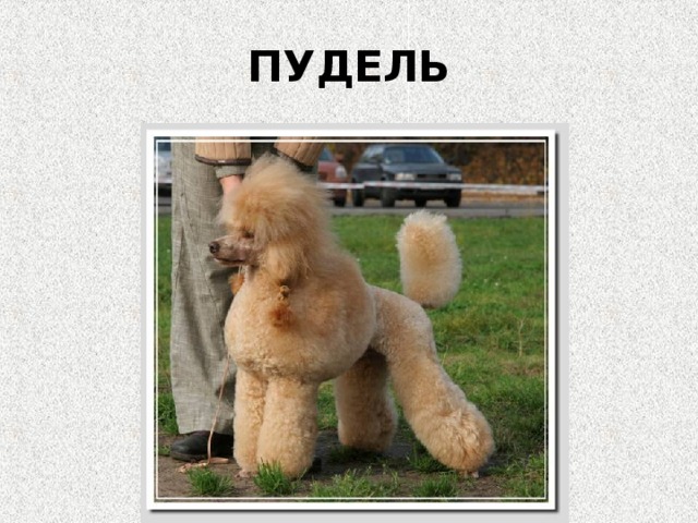 ПУДЕЛЬ 