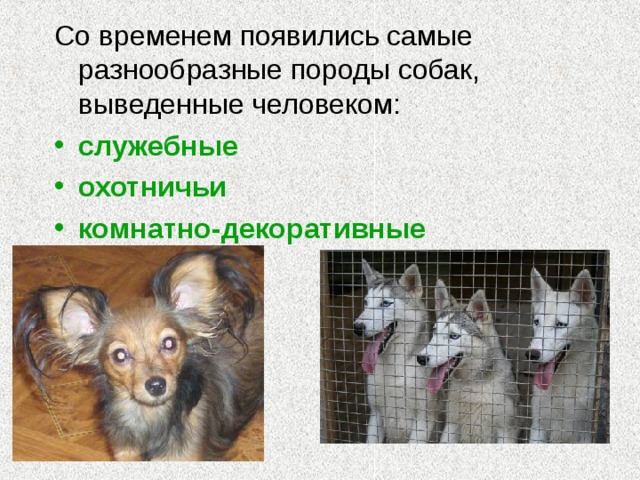 Со временем появились самые разнообразные породы собак, выведенные человеком: служебные охотничьи комнатно-декоративные  