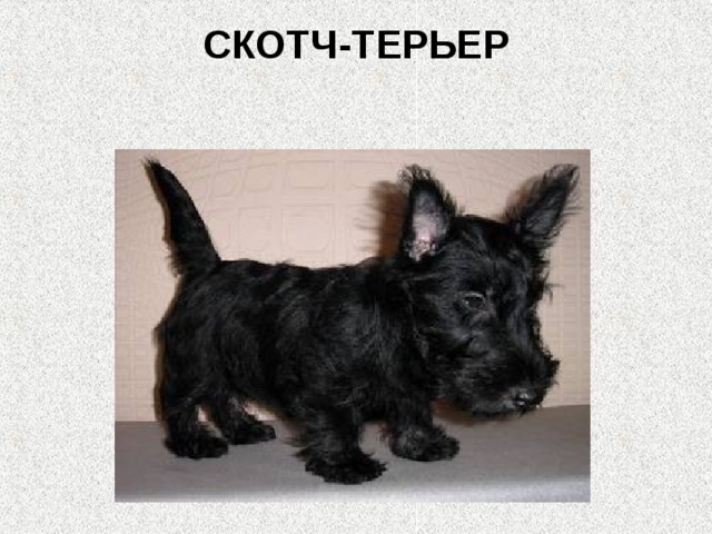 СКОТЧ-ТЕРЬЕР   