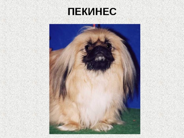 ПЕКИНЕС   