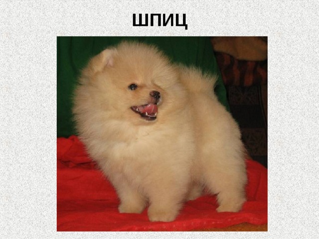 ШПИЦ   