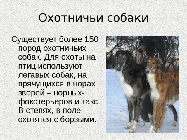 Охотничьи собаки Существует более 150 пород охотничьих собак. Для охоты на птиц используют легавых собак, на прячущихся в норах зверей – норных- фокстерьеров и такс. В степях, в поле охотятся с борзыми. 