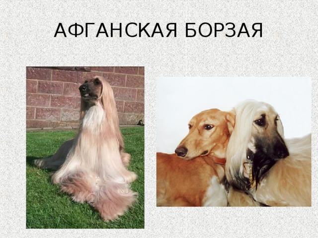 АФГАНСКАЯ БОРЗАЯ 