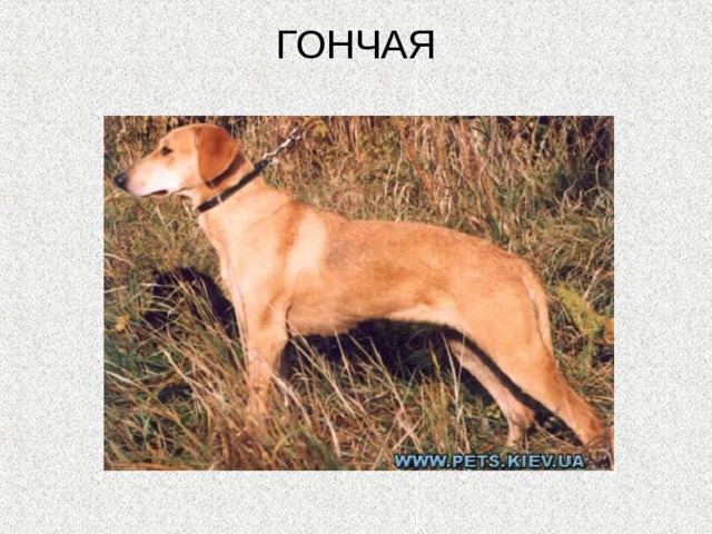 ГОНЧАЯ   