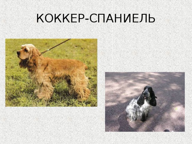 КОККЕР-СПАНИЕЛЬ 
