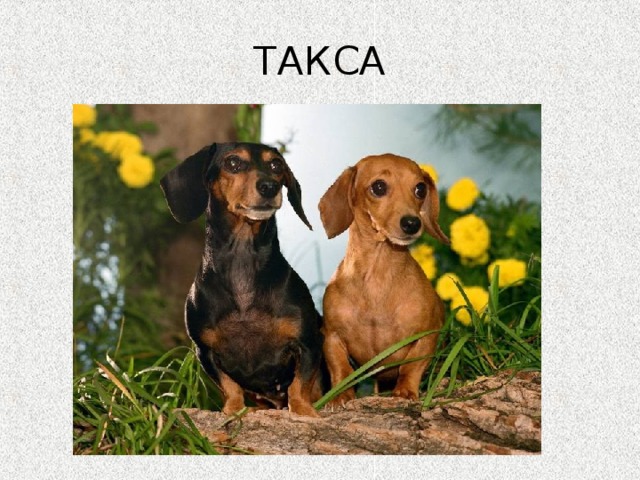 ТАКСА 