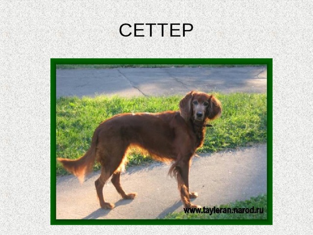 СЕТТЕР 