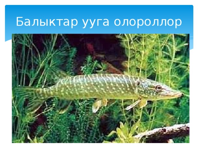 Балыктар ууга олороллор 