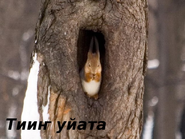 Тииҥ уйата 