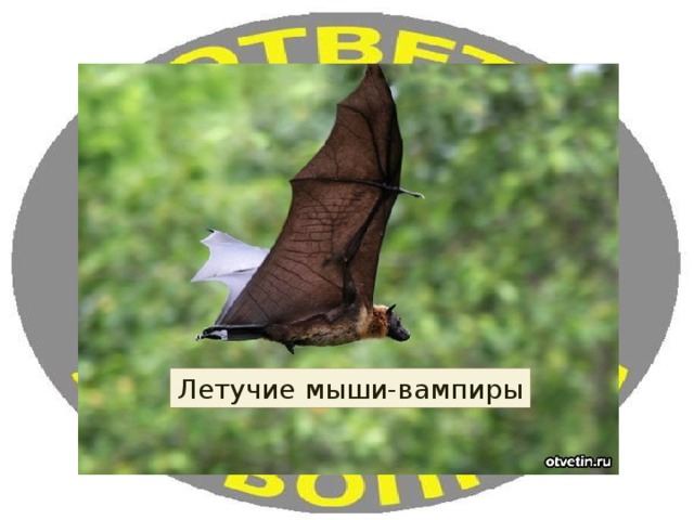 Летучие мыши-вампиры 
