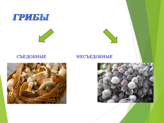 ГРИБЫ  СЪЕДОБНЫЕ  НЕСЪЕДОБНЫЕ 