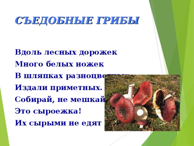 СЪЕДОБНЫЕ ГРИБЫ Вдоль лесных дорожек Много белых ножек В шляпках разноцветных, Издали приметных. Собирай, не мешкай! Это сыроежка! Их сырыми не едят 