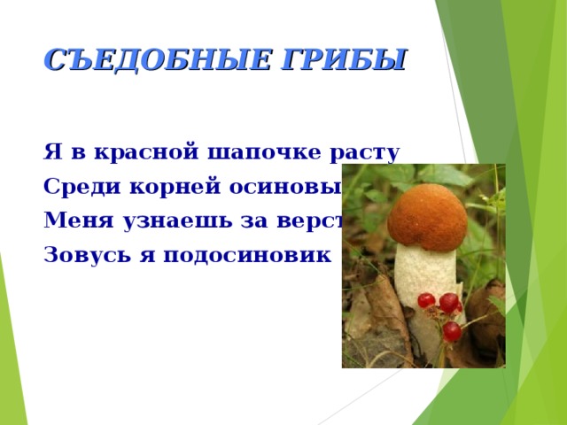 СЪЕДОБНЫЕ ГРИБЫ Я в красной шапочке расту Среди корней осиновых, Меня узнаешь за версту, Зовусь я подосиновик 