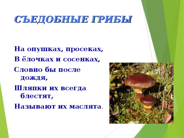 СЪЕДОБНЫЕ ГРИБЫ На опушках, просеках, В ёлочках и сосенках, Словно бы после дождя, Шляпки их всегда блестят, Называют их маслята . 