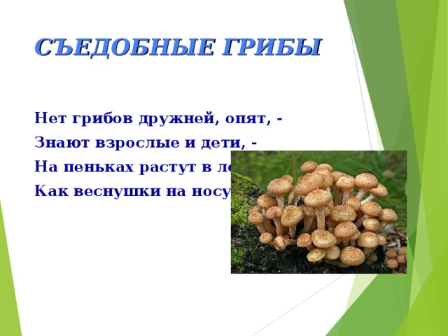 СЪЕДОБНЫЕ ГРИБЫ Нет грибов дружней, опят, - Знают взрослые и дети, - На пеньках растут в лесу, Как веснушки на носу. 