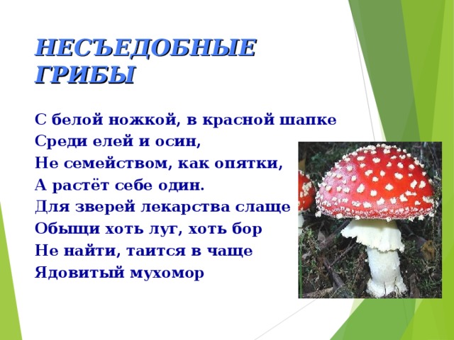 НЕСЪЕДОБНЫЕ ГРИБЫ С белой ножкой, в красной шапке Среди елей и осин, Не семейством, как опятки, А растёт себе один. Для зверей лекарства слаще Обыщи хоть луг, хоть бор Не найти, таится в чаще Ядовитый мухомор 
