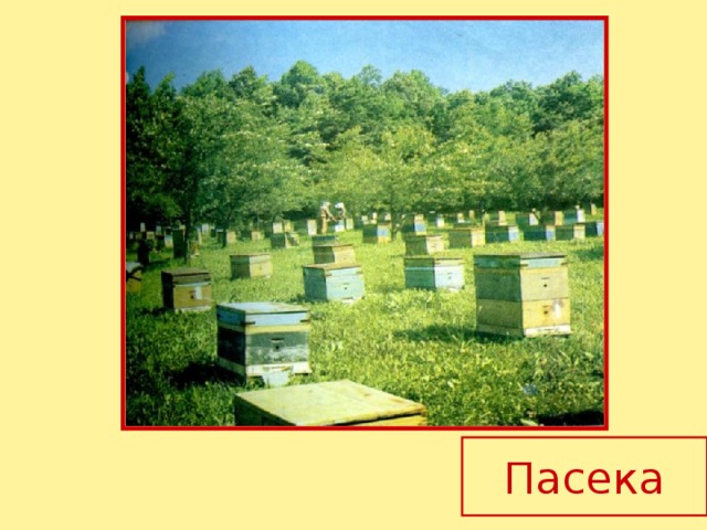 Пасека 