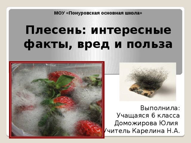 МОУ «Понуровская основная школа» Плесень: интересные факты, вред и польза Выполнила: Учащаяся 6 класса Доможирова Юлия Учитель Карелина Н.А. 