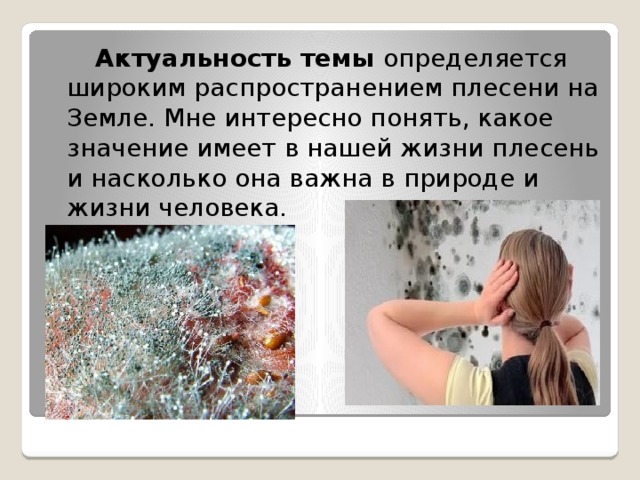  Актуальность темы определяется широким распространением плесени на Земле. Мне интересно понять, какое значение имеет в нашей жизни плесень и насколько она важна в природе и жизни человека. 