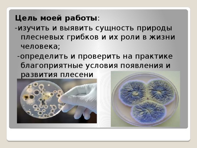 Цель моей работы : -изучить и выявить сущность природы плесневых грибков и их роли в жизни человека;   -определить и проверить на практике благоприятные условия появления и развития плесени 