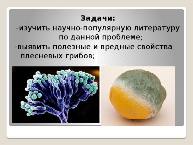 Задачи: -изучить научно-популярную литературу по данной проблеме; -выявить полезные и вредные свойства плесневых грибов; 