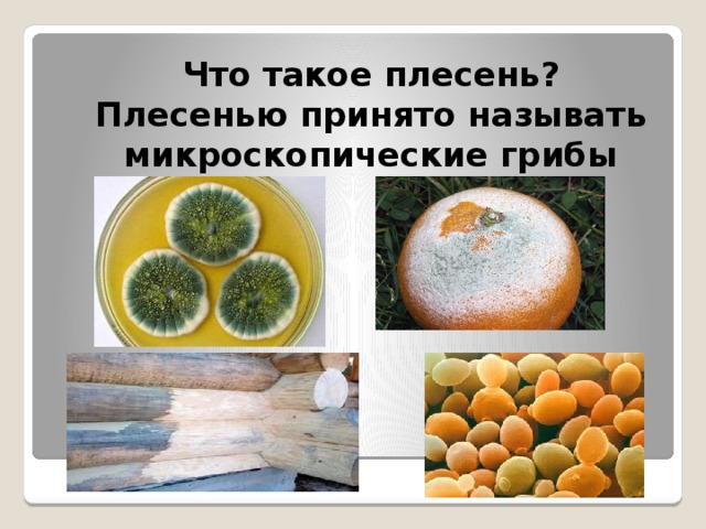 Что такое плесень?  Плесенью принято называть микроскопические грибы 