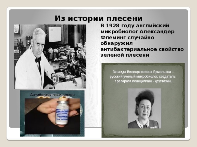 Из истории плесени В 1928 году английский микробиолог Александер Флеминг случайно обнаружил антибактериальное свойство зеленой плесени  