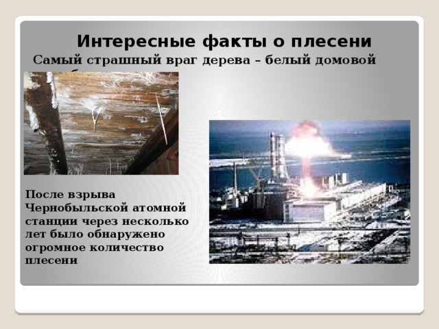  Интересные факты о плесени  Самый страшный враг дерева – белый домовой гриб После взрыва Чернобыльской атомной станции через несколько лет было обнаружено огромное количество плесени 