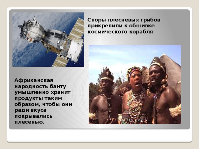 Споры плесневых грибов прикрепили к обшивке космического корабля Африканская народность банту умышленно хранит продукты таким образом, чтобы они ради вкуса покрывались плесенью. 