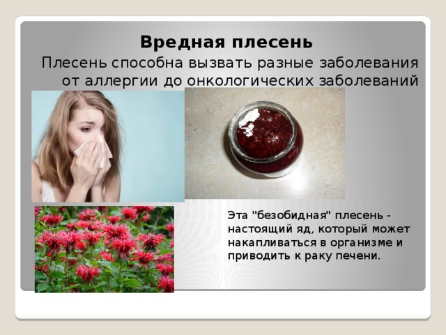 Вредная плесень Плесень способна вызвать разные заболевания от аллергии до онкологических заболеваний Эта 