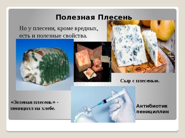Полезная Плесень Но у плесени, кроме вредных, есть и полезные свойства. Сыр с плесенью. « Зеленая плесень » - пеницилл на хлебе. Антибиотик пенициллин 
