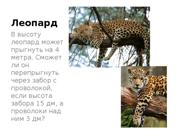 Леопард В высоту леопард может прыгнуть на 4 метра. Сможет ли он перепрыгнуть через забор с проволокой, если высота забора 15 дм, а проволоки над ним 3 дм? 