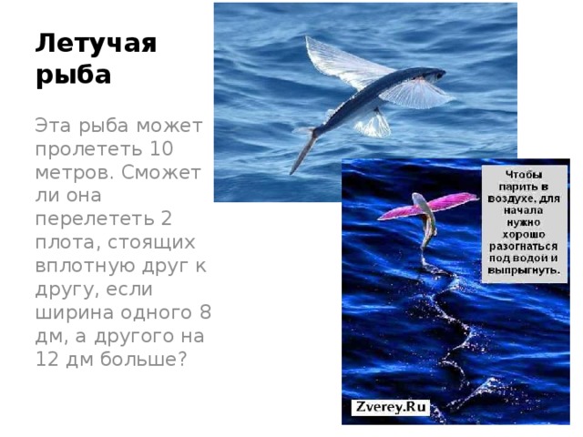 Летучая рыба Эта рыба может пролететь 10 метров. Сможет ли она перелететь 2 плота, стоящих вплотную друг к другу, если ширина одного 8 дм, а другого на 12 дм больше? 