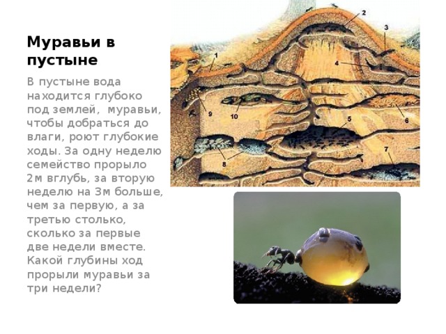Муравьи в пустыне В пустыне вода находится глубоко под землей, муравьи, чтобы добраться до влаги, роют глубокие ходы. За одну неделю семейство прорыло 2м вглубь, за вторую неделю на 3м больше, чем за первую, а за третью столько, сколько за первые две недели вместе. Какой глубины ход прорыли муравьи за три недели? 