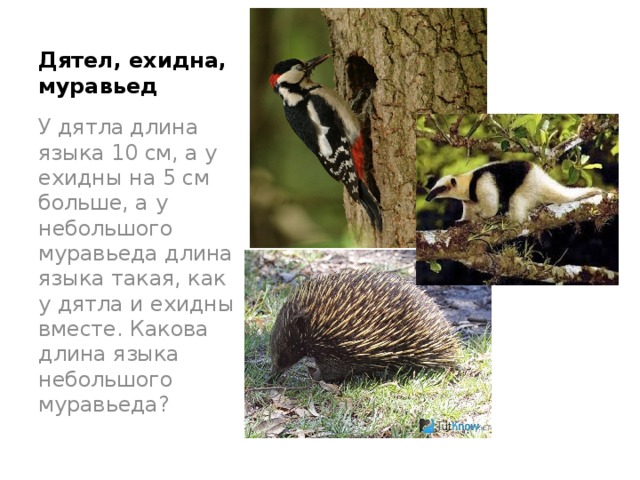 Дятел, ехидна, муравьед У дятла длина языка 10 см, а у ехидны на 5 см больше, а у небольшого муравьеда длина языка такая, как у дятла и ехидны вместе. Какова длина языка небольшого муравьеда? 