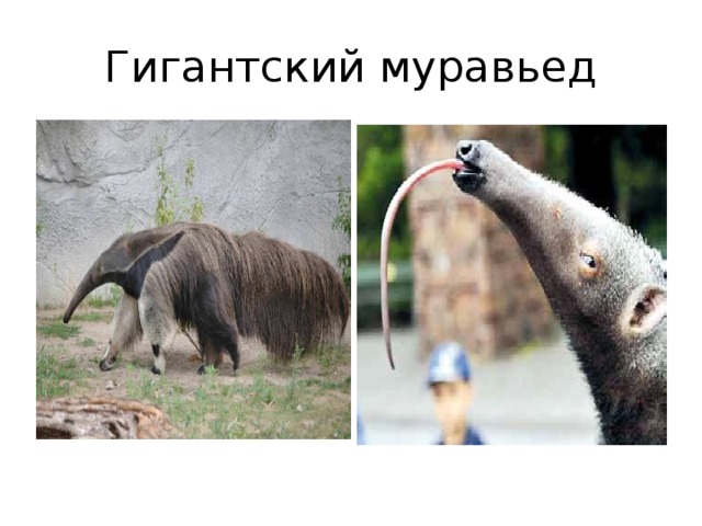 Гигантский муравьед 